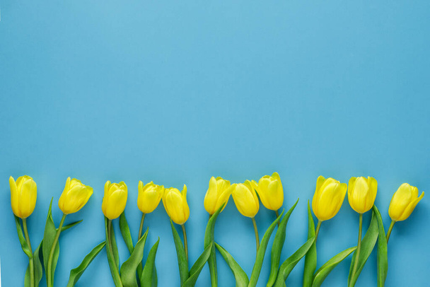 Banda žlutých tulipánů na modrém pozadí. Kytice čerstvých jarních květin s kopírovacím prostorem. Koncept dovolené. Pozdrav - Fotografie, Obrázek