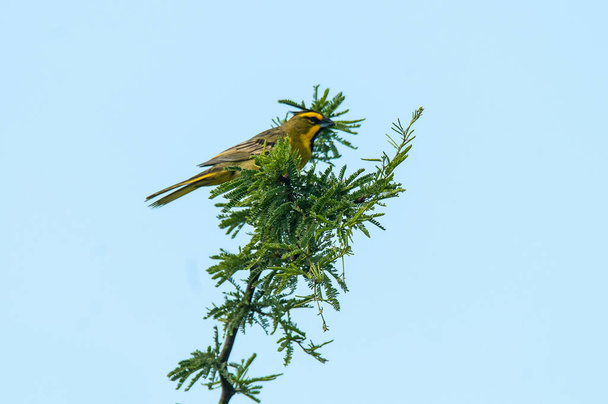 Yellow Cardinal, Gubernatrix cristata, Απειλούμενα είδη στην La Pampa, Αργεντινή - Φωτογραφία, εικόνα