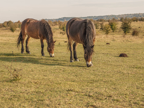 The brown horses grazing in the field - Fotoğraf, Görsel