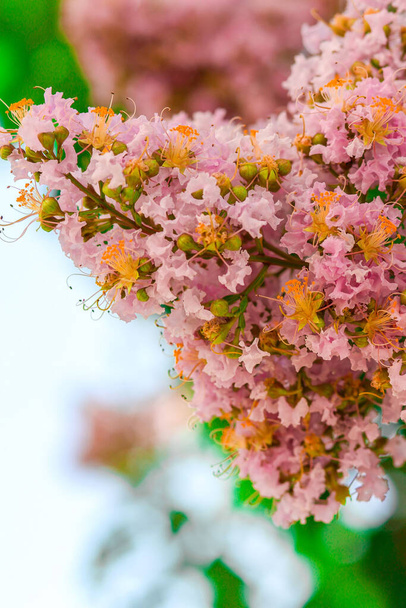 The pink flowers of crape myrtle tree - 写真・画像