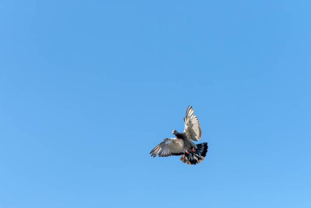 A carrier pigeon spreads its wings for landing with a blue sky as background - Foto, imagen