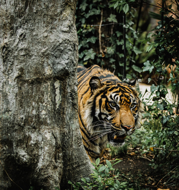 A closeup of a Sumatran tiger walking in green grass in a Ueno Zoo - Photo, image