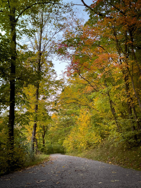 A vertical shot of a road covered in light foliage in a beautiful autumn forest - Fotó, kép