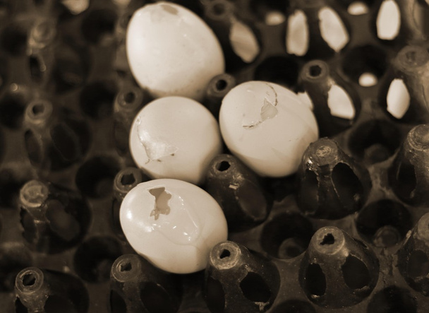 ファーム内の茶色の卵 - 写真・画像