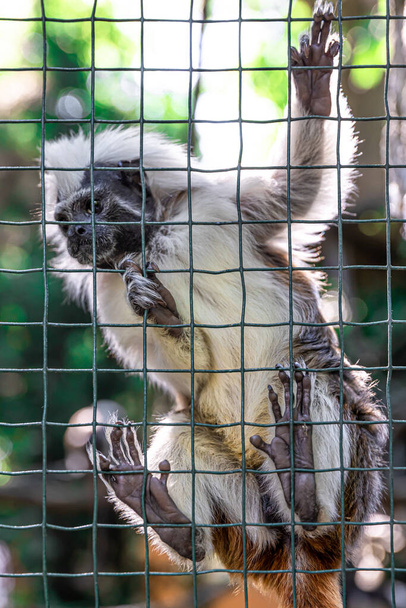 Funny fluffy monkey in a zoo on a mesh fence. - Photo, Image