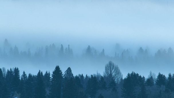 A mesmerizing layered forest landscape with silhouettes of trees during the blue hour - Foto, Imagen