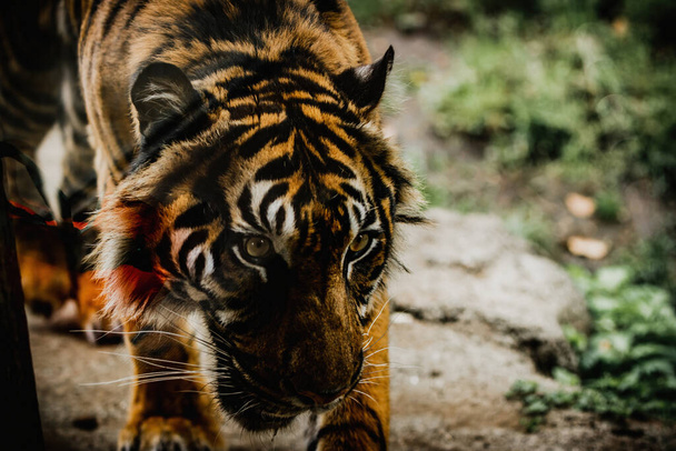 A closeup of a Sumatran tiger walking in green grass in a Ueno  zoo - Foto, Imagen