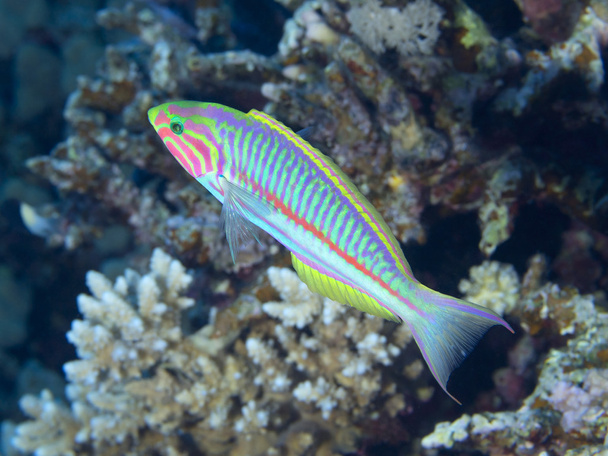 Poisson corail Klunzinger wrasse
 - Photo, image