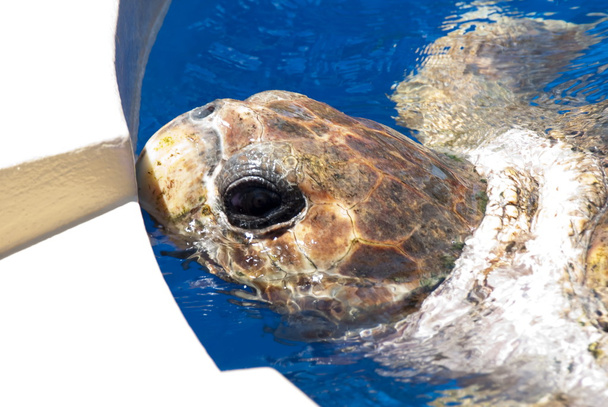 Schildkröte in Gefangenschaft - Foto, Bild