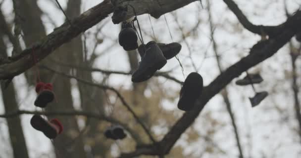 Kamera wchodzi i wychodzi jesienią pod bezlistnym, dojrzałym drzewem z różnymi parami butów i obuwiem rzuconym na krzywe gałęzie o szare niebo.. - Materiał filmowy, wideo