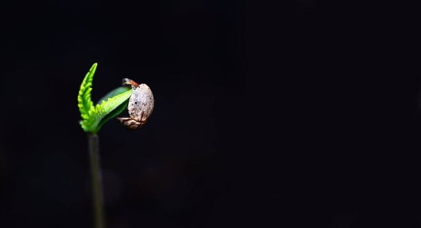 Cannabis Seedling σε μαύρο δοχείο για φύτευση, κοντά βλαστοί Σπόροι κάνναβης, Hemp λίγο, Μαριχουάνα σπόρο δέντρο μικρό THC CBD - Φωτογραφία, εικόνα
