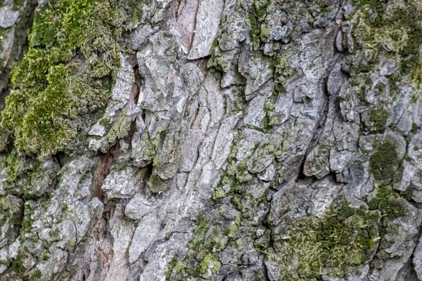 Tree bark with fine natural structures and patina of rough tree bark as natural and ecological background shows a beautiful in grey color tones as scars and protection against and habitat for insects - Fotoğraf, Görsel