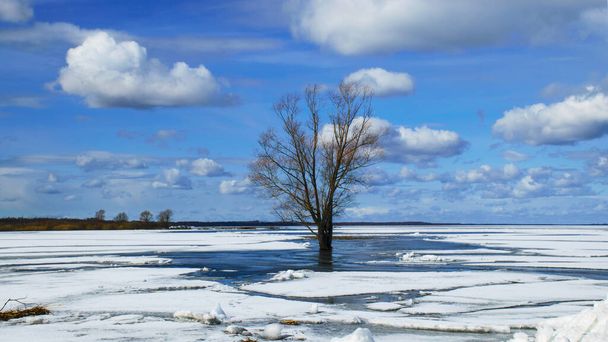 keväällä maisema järven rannalla, järven pinta jään peitossa, yksinäinen puu järven rannalla, aikaisin keväällä luonnossa, Lake Burtnieki, Latvia - Valokuva, kuva