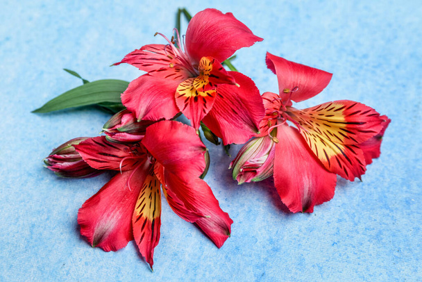 Piros alstroemeria virágok kék háttér - Fotó, kép