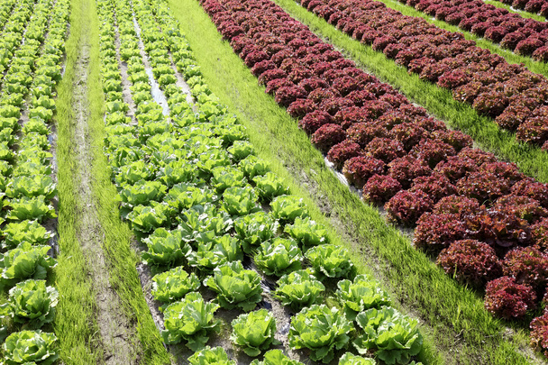 Salaattikasvi maatalousmaalla
 - Valokuva, kuva