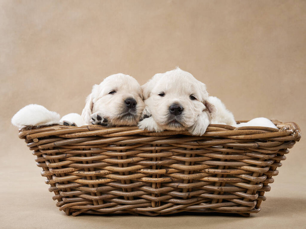 puppies in a basket on a beige background. Golden Retriever in the studio. cute dog - Foto, imagen