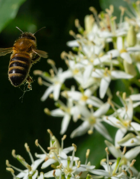 Медоносна бджола з кошиком для пилку сидить на білих квітках Корнус альба, з червоним гавком, білим або сибірським килимом.. - Фото, зображення