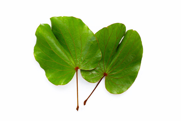 Bauhinia aureifolia or gold leaf bauhinia - Photo, Image