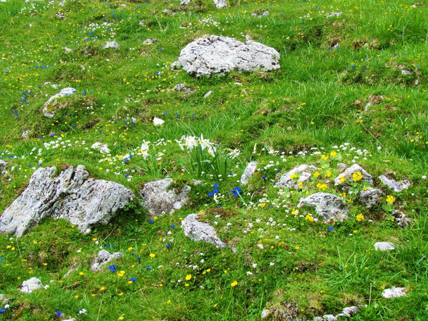 スロベニアのGrenjska地域のKaravanke山の岩に囲まれた青いGentiana clusiiと黄色のPrimula auriculaで構成される初期の山の花の庭 - 写真・画像