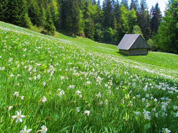Pole białego kwitnącego Narcyza poetyckiego ssp. radiiflorus otoczony lasem pod Golicą w górach Karavanke w regionie Gorenjska w Słowenii - Zdjęcie, obraz