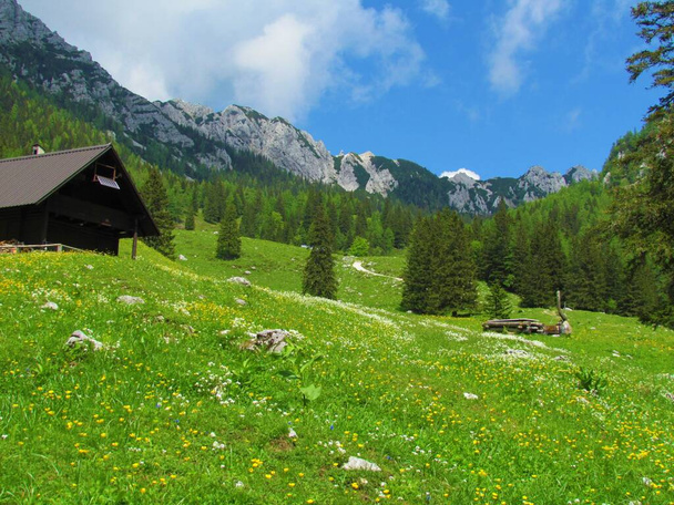 Vista de las montañas sobre Zelenica en la cordillera de Karavanke (Eslovenia) y un prado floreciendo con flores blancas y amarillas en el frente y cabaña en el lado y un bosque que cubre las laderas del valle - Foto, imagen