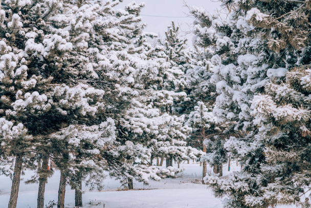 A white snowy forest trees - Φωτογραφία, εικόνα