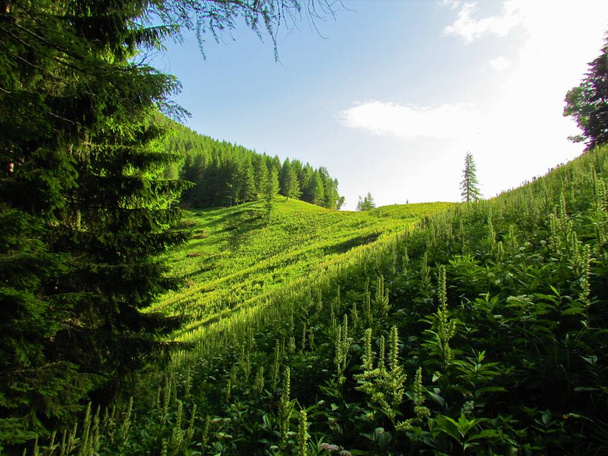 山の牧草地には、偽のヘレボリン(Veratrum album)植物が開花し、スロベニアのGrenjska地域の森林aboe Jezerskoに囲まれています。 - 写真・画像