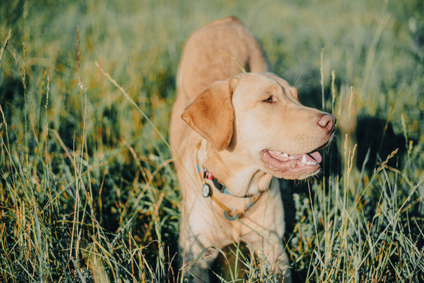 chien labrador retriever couleur fauve dans la nature, chien gentil, grand chien brillant, labrador junior sur l'herbe - Photo, image