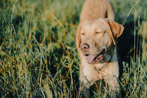 Köpek labrador av köpeğinin doğadaki geyik rengi, nazik köpek, parlak büyük köpek, labrador Junior çimlerin üzerinde. - Fotoğraf, Görsel