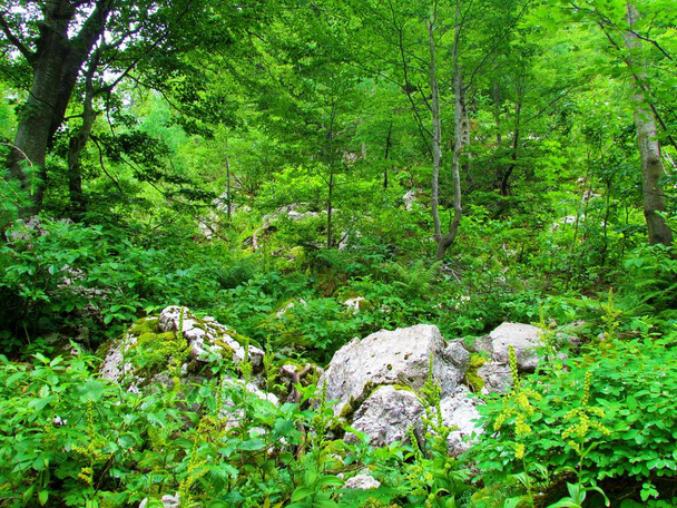 Горный буковый лес покрыт пышной растительностью и большими скалами в Триглавском национальном парке на пути к Црне prst в Словении - Фото, изображение