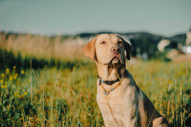 dog labrador retriever fawn color in nature, kind dog, bright big dog, labrador junior on the grass - Fotografie, Obrázek