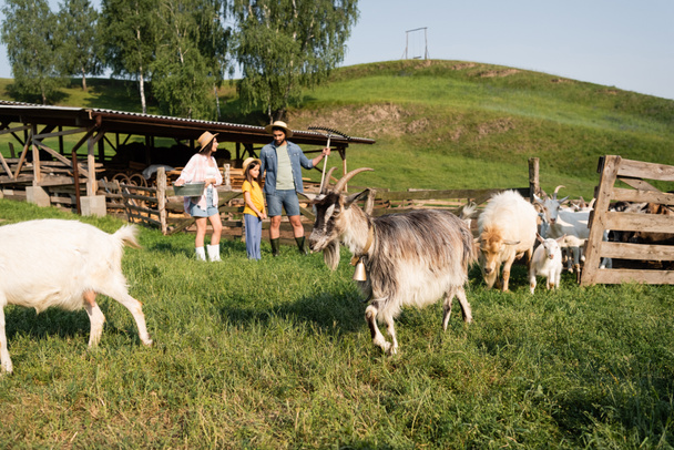 manada de cabras pastando cerca de la familia de pie en el corral en la granja de ganado - Foto, Imagen