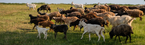 laitumella maaseudulla laiduntavat lampaat ja vuohet, lippu - Valokuva, kuva