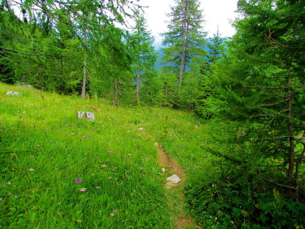 Górska łąka pełna różowych i żółtych kwitnących dzikich kwiatów ze świerkami i modrzewiami nad Pokljuką w Słowenii - Zdjęcie, obraz