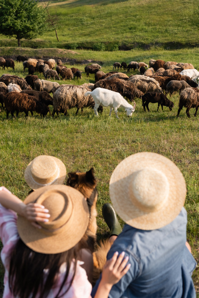 back view of blurred family and cattle dog near flock grazing in grassy field - Photo, image