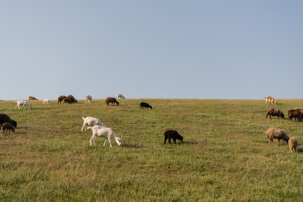 green meadow with grazing herd under blue cloudless sky - Photo, Image