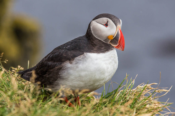 A closeup of an Atlantic puffin (Fratercula arctica) on the grass in Iceland - Photo, image