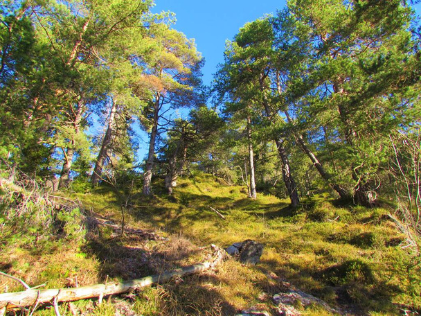 Landschappelijk uitzicht op een helder Schots dennenbos (Pinus sylvestris) in Slovenië bergen met zonlicht op de bosbodem - Foto, afbeelding