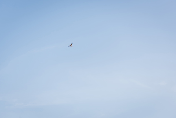 laag uitzicht op ooievaar vliegen op blauwe wolkenloze hemel - Foto, afbeelding