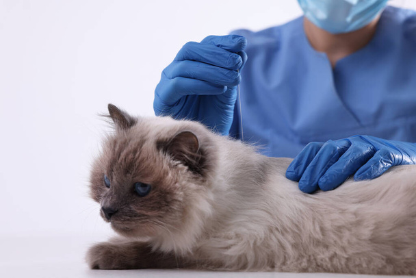 Veterinary holding acupuncture needle near cat's neck on white background, closeup. Animal treatment - Фото, изображение