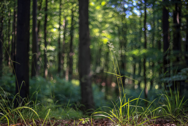 Lames d'herbe sur fond de lueur floue de la forêt en Pologne - Photo, image