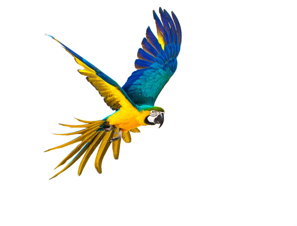 Papagaio voador colorido isolado em branco
  - Foto, Imagem