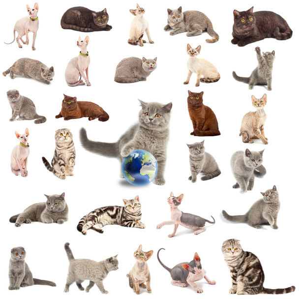 猫のコレクション - 写真・画像