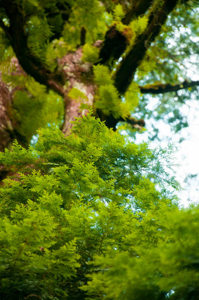 Ogromne tysiącletnie święte drzewo w Lala Mountain National Forest Reserve, Tajwan - Zdjęcie, obraz