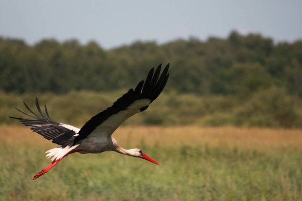Storks in the field and in flight - Photo, Image