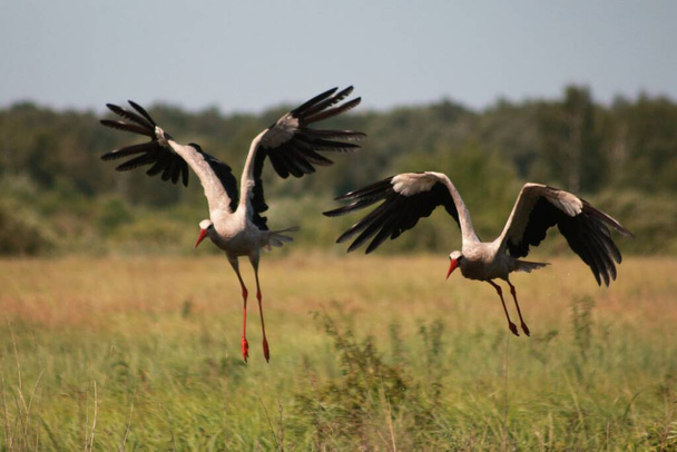 Storks in the field and in flight - Photo, Image