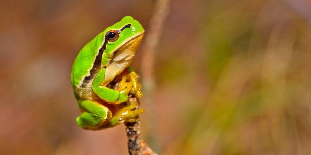 European Tree Frog, Hyla arborea, Sierra de Guadarrama National Park, Segovia, Castile Leon, Spain, Europe - Photo, Image