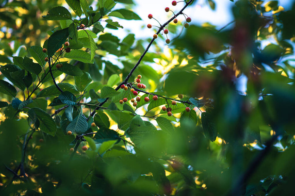 a lot of small Cherries hanging in tree. High quality photo - Photo, Image
