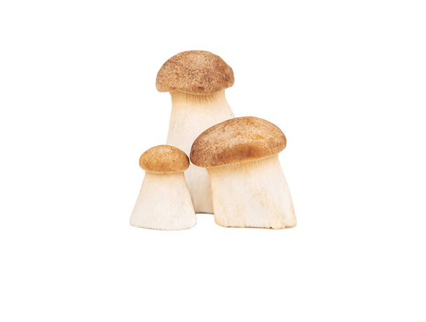 Drie rauwe eringi paddenstoelen geïsoleerd op een witte achtergrond - Foto, afbeelding