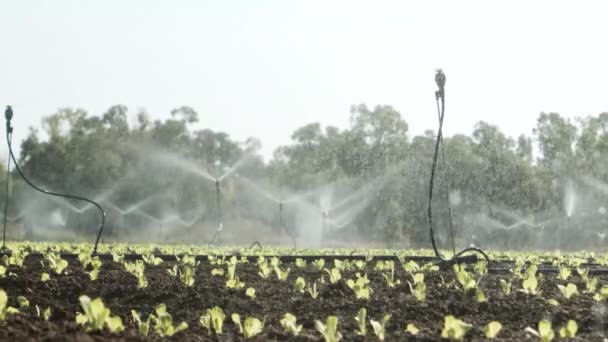 Agronegocios - El riego por pivote utilizado para regar plantas en una granja, Agricultura, sistema de riego por aspersión en el campo ayuda a cultivar plantas en la estación seca, aumentar los rendimientos, regar la tierra, aspersores - Metraje, vídeo